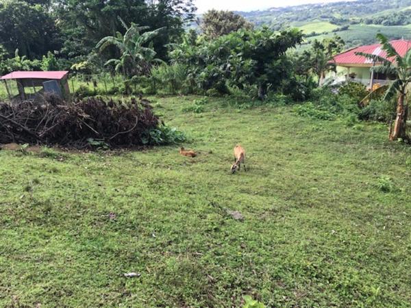 Dpt Martinique (972), à vendre LA TRINITE terrain de 940 m²