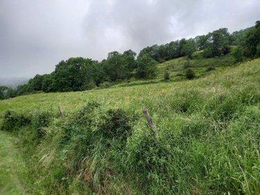 Terrain de loisirs - Bois - Etang à vendre à Laveissière dans le Cantal (15300), ref : #TriGNeg/2074