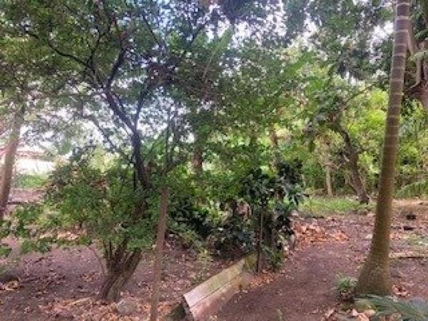 Maison ancienne en pierre en plein centre ville bénéficiant d'un jardin à l'arrière