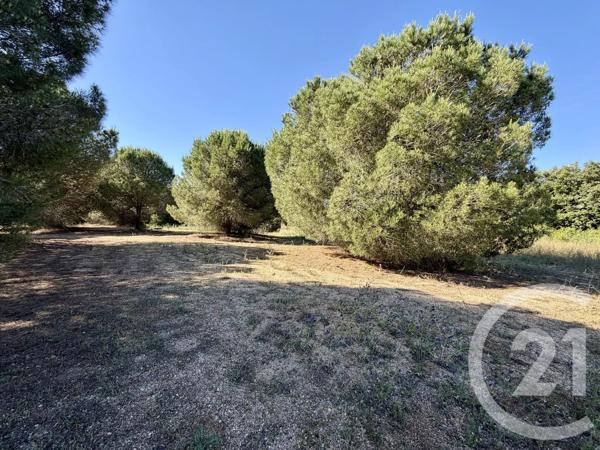 Terrain à vendre  5741 m 2   MARSEILLAN  - 34