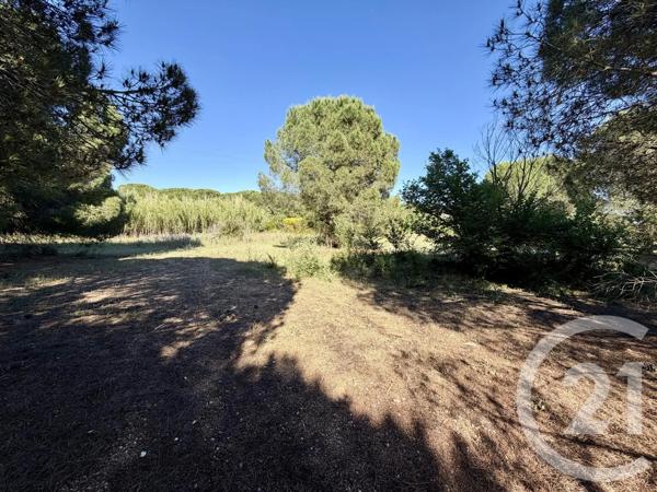 Terrain à vendre  5741 m 2   MARSEILLAN  - 34