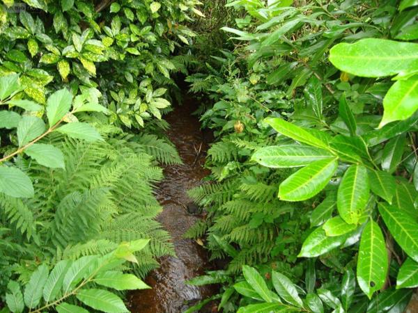 Maison individuelle à vendre à Lignol dans le Morbihan (56160), ref : 063-323