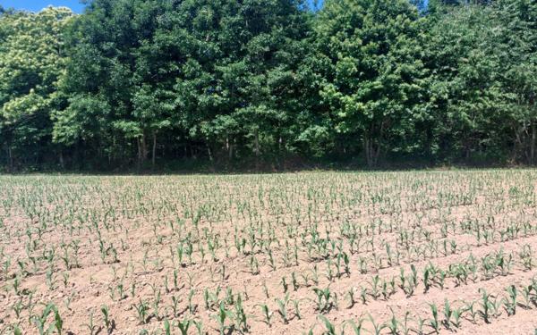 Terrain à vendre    Glandon