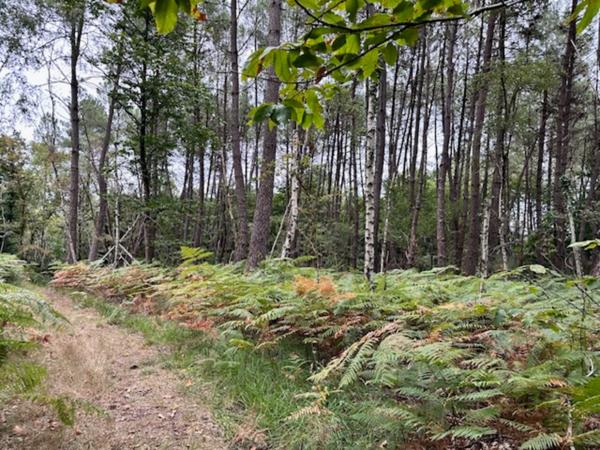 Parcelle forestière La Breille Les Pins