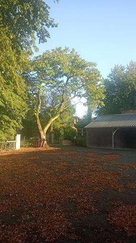 Argentré (53210) TERRAIN A BATIR DANS UN CADRE EBLOUISSANT