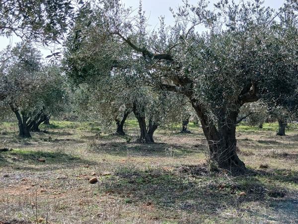 Oliveraie à vendre département du Gard