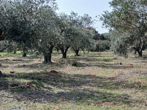 Oliveraie à vendre département du Gard