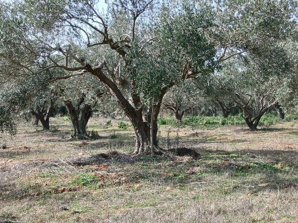 Oliveraie à vendre département du Gard