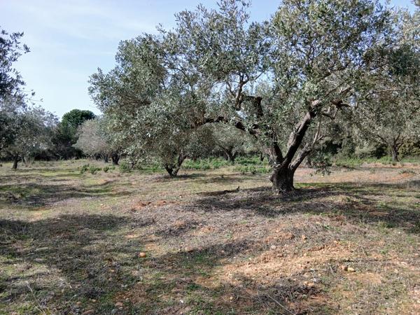 Oliveraie à vendre département du Gard