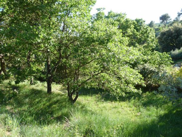 Ste Tulle, à Costebelle, terrain viabilisé de 854 m²