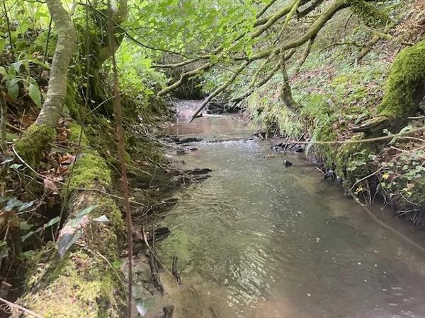 Charmante propriété en pierre rénovée avec piscine, nichée en pleine nature, sur un terrain de 4,5 hectares avec ruisseau