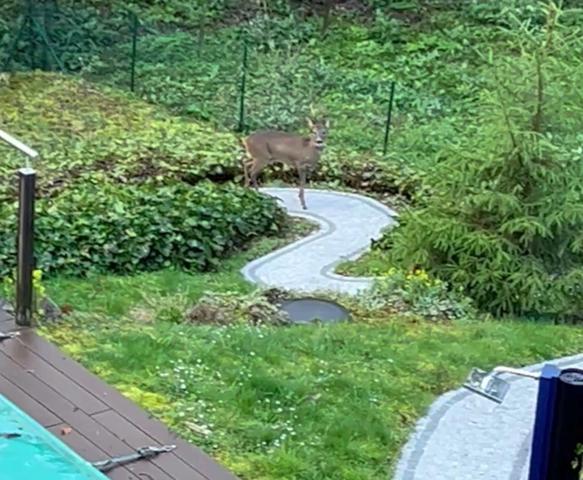 La chapelle St Mesmin, proche Orleans, maison d arrchitecte de 200 m² à vendre, piscine, vue dégagée sur les bois, terrain 1700 m²
