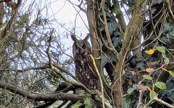 Remise en pierre à MAULEON (79700)