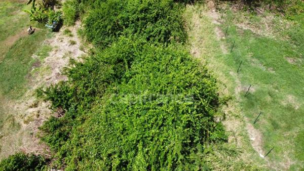 Dpt Martinique (972), à vendre LE VAUCLIN terrain plat de 722 m²