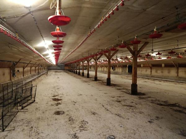 poulaillers industriels