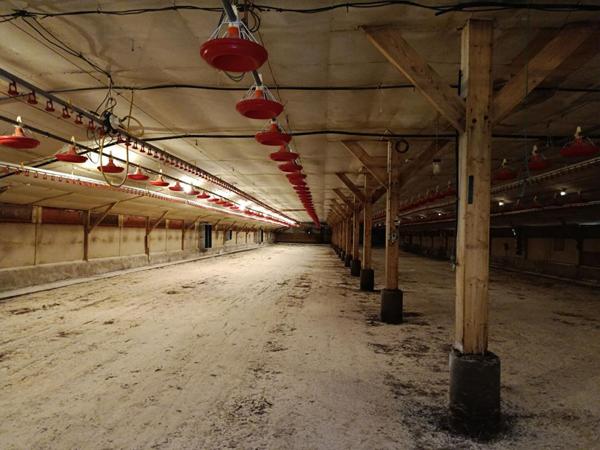 poulaillers industriels