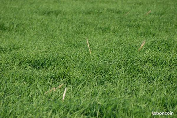 Terrain agricole
