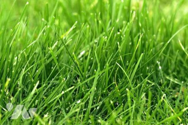 Vente terrain à bâtir MAROUE