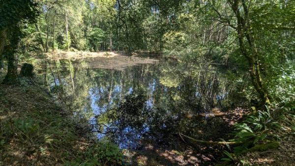 Maison de campagne avec prés, forêt privée, jacuzzi & potentiel de gîtes