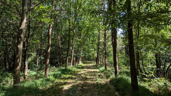 Maison de campagne avec prés, forêt privée, jacuzzi & potentiel de gîtes
