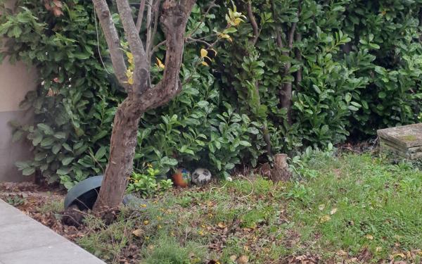 Appartement à louer    3 pièces •  Lognes