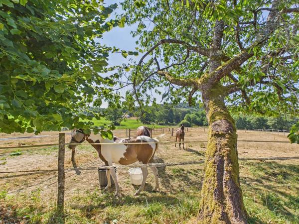 Propriété équestre avec 5 chambres, excellentes écuries et 19.5ha