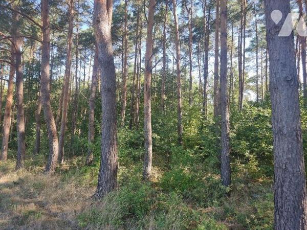 À vendre à envirion 10 mn de Romorantin (41), un territoire en pleine campagne, véritable havre...