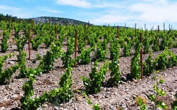 Maison à vendre    6 pièces •  Tautavel