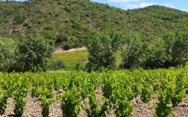 Maison à vendre    6 pièces •  Tautavel