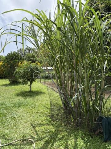 Élégante villa de plain-pied de 114 m² – Un véritable havre de paix à deux pas de l'océan - 
Basse-Pointe, Martinique.

Au cœur d’un environnement résidentiel calme et verdoyant, découvrez cette charmante villa de plain-pied où confort, élégance et qualité de vie se rencontrent harmonieusement.

Édifiée sur un magnifique terrain clos, arboré et piscinable de 1 000 m², cette propriété offre un cadre de vie privilégié, à seulement quelques minutes du littoral et de ses paysages d’exception.

Dès l’entrée, les volumes généreux et la luminosité naturelle séduisent instantanément. La maison développe 114 m² habitables parfaitement agencés, avec une vaste pièce de vie baignée de lumière invitant à la convivialité, prolongée par une spacieuse cuisine fonctionnelle, idéale pour partager de précieux moments en famille ou entre amis.

L’espace nuit, indépendant des pièces de réception, assure calme, intimité et confort au quotidien.

À l’extérieur, la superbe terrasse couverte de 39 m² constitue une véritable pièce de vie supplémentaire. Elle vous permettra de profiter pleinement du climat tropical en toute saison, pour vos repas, vos instants de détente ou vos réceptions face à un jardin soigneusement entretenu.

Le vaste terrain, entièrement clos et joliment arboré, laisse entrevoir de nombreuses possibilités d’aménagement, notamment la réalisation d’une piscine, afin de créer un espace extérieur à votre image.

Construite avec des matériaux de qualité et bénéficiant d’équipements modernes, cette villa allie fonctionnalité, esthétique et potentiel. Que vous recherchiez une résidence principale, une résidence secondaire ou un investissement patrimonial, cette propriété répondra à toutes vos attentes.

Les atouts de cette propriété :
 
•	Villa de plain-pied de 114 m² habitables construite en 2010
•	Terrain clos, arboré et piscinable de 1 000 m²
•	Superbe terrasse couverte de 39 m²
•	Grande pièce de vie lumineuse
•	Cuisine spacieuse et conviviale
•	Espace nuit indépendant
•	Environnement résidentiel calme
•	Proximité immédiate de l'océan
•	Beau potentiel d’aménagement
•	Cadre de vie privilégié entre nature et littoral

Une propriété pleine de charme où il fait bon vivre, offrant un équilibre parfait entre confort, sérénité et douceur de vivre.

Une opportunité rare sur le secteur de Basse-Pointe, Martinique. 

Contactez-nous dès aujourd’hui pour organiser une visite privée et découvrir tout le potentiel de cette belle villa.
