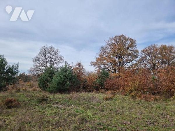 À vendre - Pruniers-en-Sologne (41), Territoire de 7 ha 63 - Bois, friche et plaine. Découvrez ...