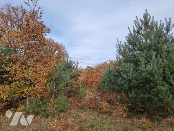 À vendre - Pruniers-en-Sologne (41), Territoire de 7 ha 63 - Bois, friche et plaine. Découvrez ...