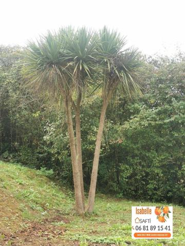 Maison de plain pied individuelle avec jardin