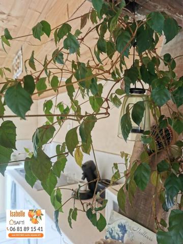 Maison de plain pied individuelle avec jardin