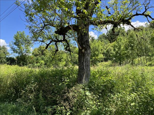 Terrain à vendre |  Saint-Denis-lès-Martel |  6681 m²