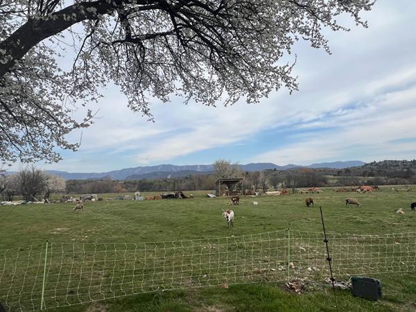 Maison Salignac 9 pièce(s) 266 m2 Bâtisse en pierres avec vue panoramique  Alpes de hautes provence