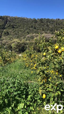 1.bail commercial+ 1 maisons – ENTREPOT SUR 2 niveaux Production d’agrumes – Fort rendement