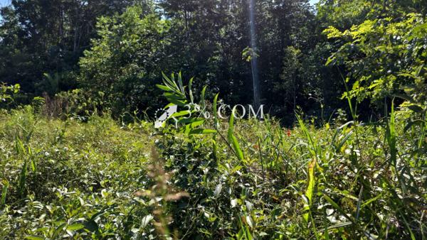 A VENDRE NON LOIN DU BOURG DE TONNEGRANDE UNE PARCELLE AGRICOLE DE 4687M²  Montsinéry-Tonnegrande (97356)