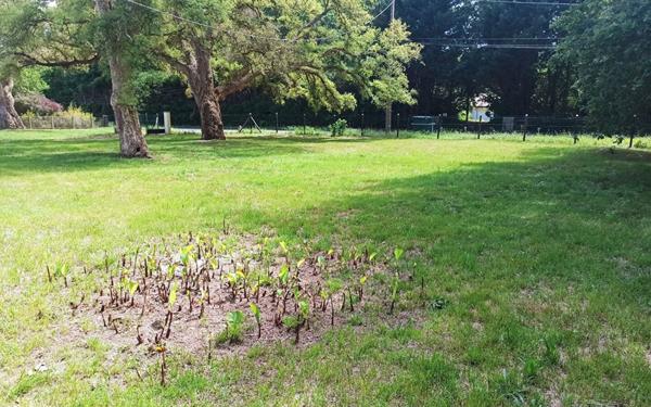 Maison à louer    3 pièces •  Magescq