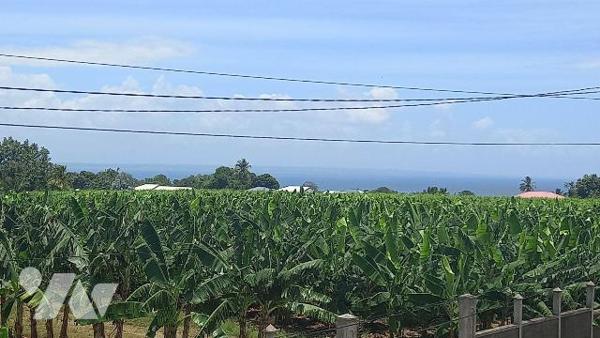 Charmante villa à vendre à Capesterre Belle-Eau (9730) en Guadeloupe.
Cette maison, datant de ...