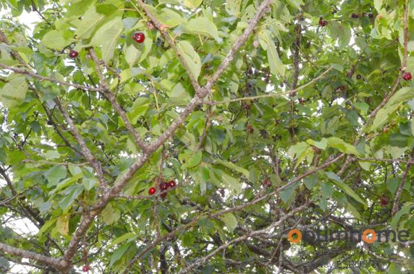 🏡Maison sous-sol à Chabanais, jardin clos habitable de suite 73.55m²