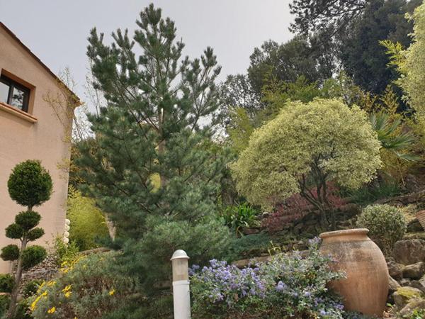 Un ensemble regroupant une maison d'architecte indépendante  avec grand garage, local professionnel et un locatif à Amélie les Bains