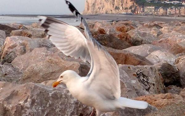 Immeuble à vendre    2 pièces •  Le Tréport