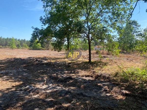 Terrains à vendre Hourtin : surface de 628 m2 à 145 500€ - AJP Hourtin Immobilier