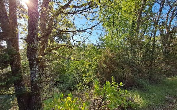 Terrain à vendre    Ginestet