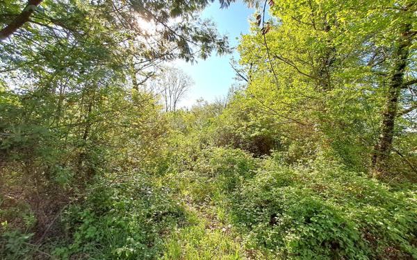 Terrain à vendre    Ginestet