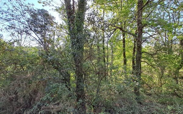 Terrain à vendre    Ginestet