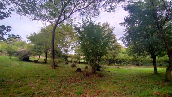 Terrain boisé constructible