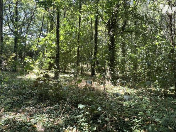 SAVENAY - Propriété de 230 m² sur un domaine de plus de 16 hectares de bois.