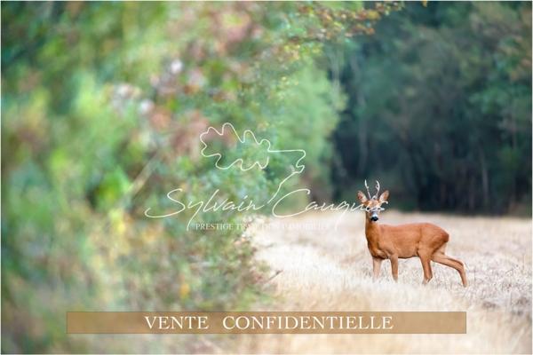 Propriété de Chasse ou d'Agrément de 180 hectares en Sologne